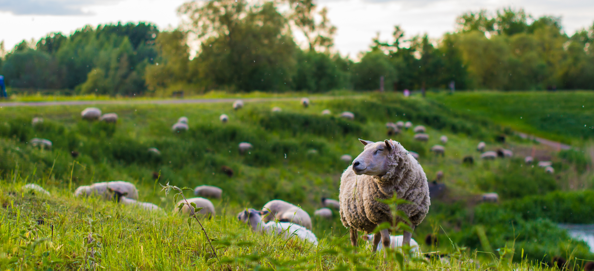 Kunnen dieren besmet raken met het coronavirus? Onze Natuur