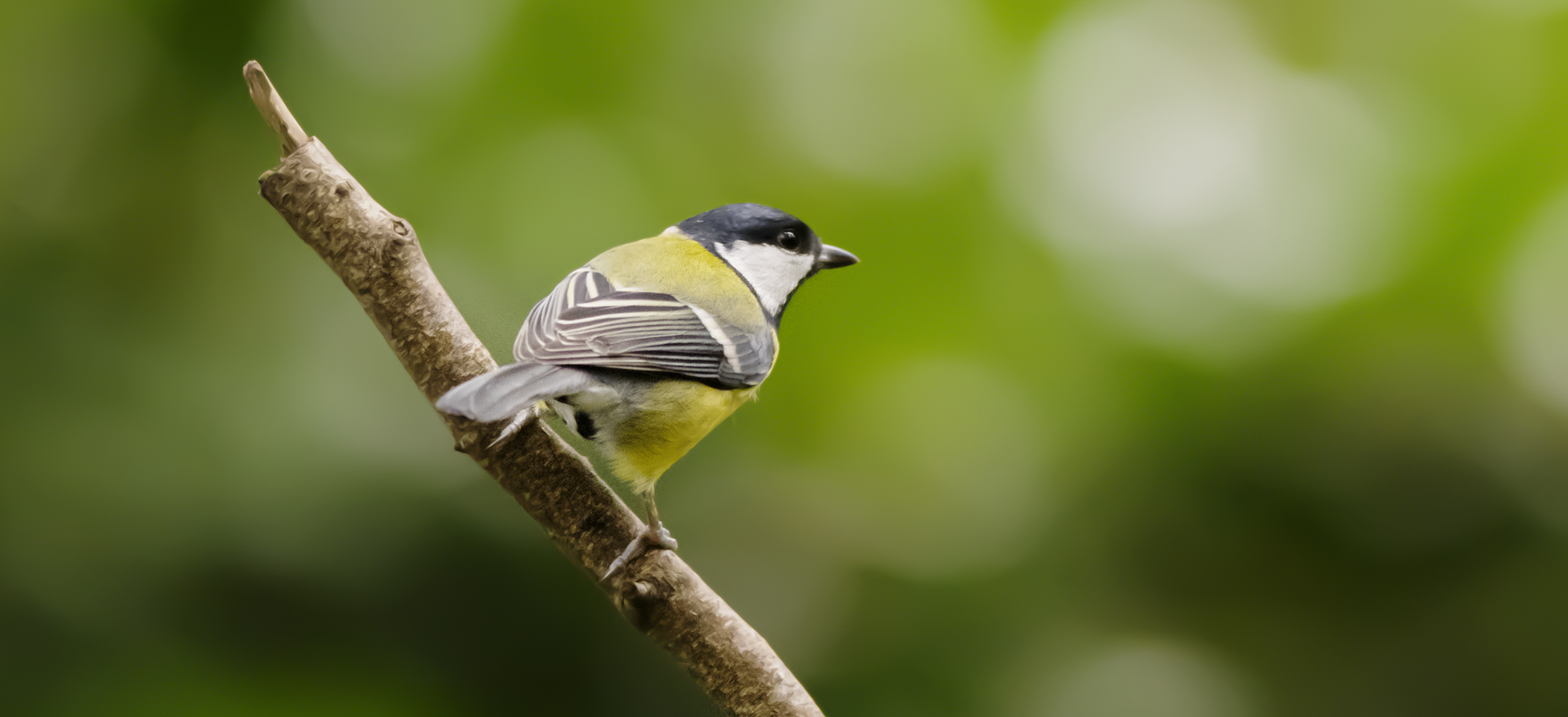 Vogelboek - Koolmees - Onze Natuur