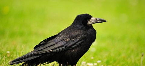 Gewoon doen scheidsrechter Middel Zwarte vogels van klein naar groot - Onze Natuur